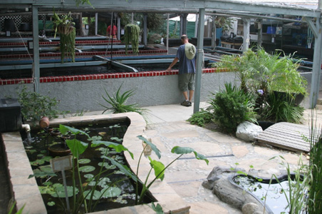 Outdoor Koi Facility