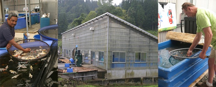 Dealers picking fish Dealers picking fish